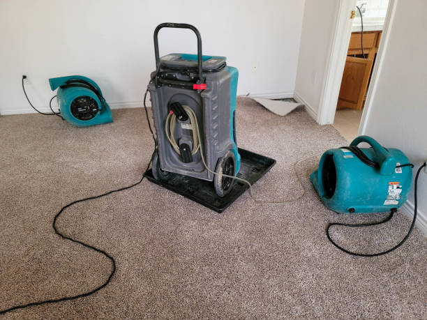 Best Local water damage restoration  in Buchanan, GA