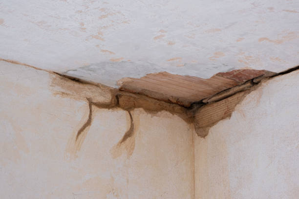 Best Mold removal after water damage  in Buchanan, GA